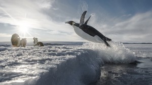 Antarctica : Sur les traces de l'empereur