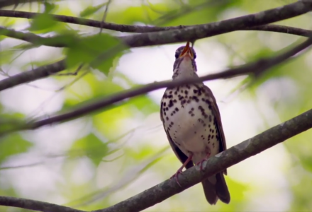 The Messenger : le silence des oiseaux