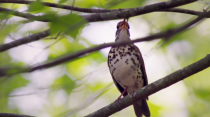 The Messenger : le silence des oiseaux