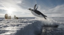 Antarctica : Sur les traces de l'empereur