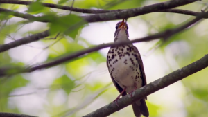 The Messenger : le silence des oiseaux