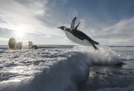 Antarctica : Sur les traces de l'empereur